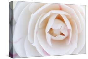 Camellia Flower-null-Stretched Canvas