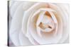 Camellia Flower-null-Stretched Canvas