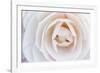 Camellia Flower-null-Framed Photographic Print