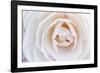 Camellia Flower-null-Framed Photographic Print