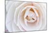 Camellia Flower-null-Mounted Photographic Print