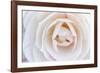 Camellia Flower-null-Framed Photographic Print