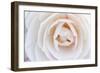 Camellia Flower-null-Framed Photographic Print