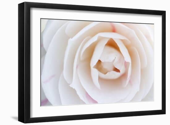 Camellia Flower-null-Framed Photographic Print