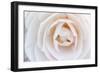 Camellia Flower-null-Framed Photographic Print