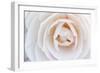 Camellia Flower-null-Framed Photographic Print