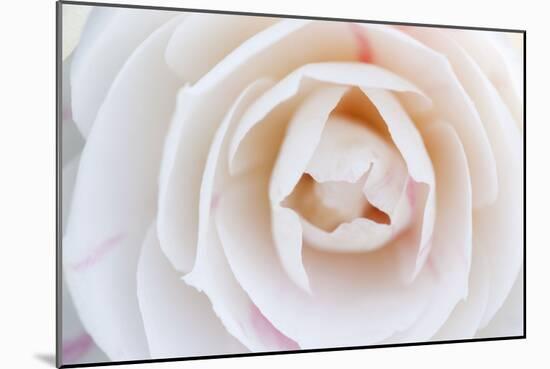 Camellia Flower-null-Mounted Photographic Print