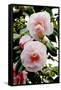 Camellia Flowers (Camellia Japonica)-Dr. Keith Wheeler-Framed Stretched Canvas