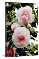 Camellia Flowers (Camellia Japonica)-Dr. Keith Wheeler-Stretched Canvas