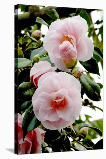 Camellia Flowers (Camellia Japonica)-Dr. Keith Wheeler-Stretched Canvas