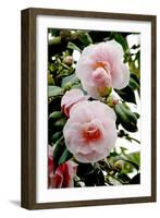 Camellia Flowers (Camellia Japonica)-Dr. Keith Wheeler-Framed Photographic Print