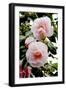 Camellia Flowers (Camellia Japonica)-Dr. Keith Wheeler-Framed Photographic Print