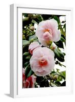 Camellia Flowers (Camellia Japonica)-Dr. Keith Wheeler-Framed Photographic Print