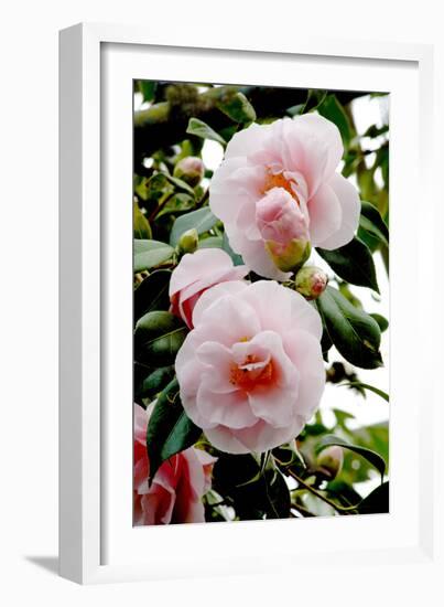 Camellia Flowers (Camellia Japonica)-Dr. Keith Wheeler-Framed Photographic Print