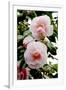 Camellia Flowers (Camellia Japonica)-Dr. Keith Wheeler-Framed Photographic Print