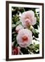 Camellia Flowers (Camellia Japonica)-Dr. Keith Wheeler-Framed Photographic Print