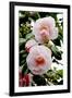 Camellia Flowers (Camellia Japonica)-Dr. Keith Wheeler-Framed Photographic Print