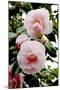 Camellia Flowers (Camellia Japonica)-Dr. Keith Wheeler-Mounted Photographic Print