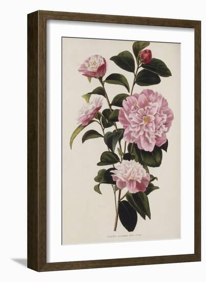 Camellia.  from 'The Botanical Cabinet, Consisting of Coloured Delineations of Plants from All…-Conrad Loddiges-Framed Giclee Print