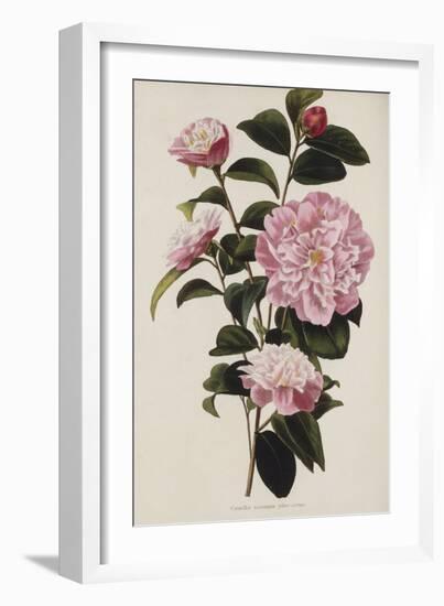 Camellia.  from 'The Botanical Cabinet, Consisting of Coloured Delineations of Plants from All…-Conrad Loddiges-Framed Giclee Print