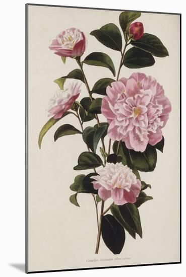 Camellia.  from 'The Botanical Cabinet, Consisting of Coloured Delineations of Plants from All…-Conrad Loddiges-Mounted Giclee Print