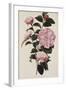 Camellia.  from 'The Botanical Cabinet, Consisting of Coloured Delineations of Plants from All…-Conrad Loddiges-Framed Giclee Print