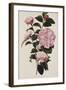 Camellia.  from 'The Botanical Cabinet, Consisting of Coloured Delineations of Plants from All…-Conrad Loddiges-Framed Giclee Print