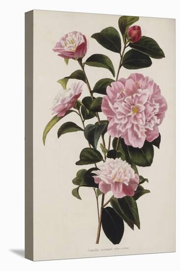 Camellia.  from 'The Botanical Cabinet, Consisting of Coloured Delineations of Plants from All…-Conrad Loddiges-Stretched Canvas