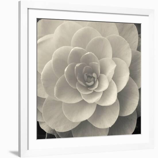 Camellia I-Ella Lancaster-Framed Giclee Print