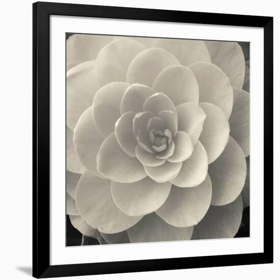 Camellia I-Ella Lancaster-Framed Giclee Print