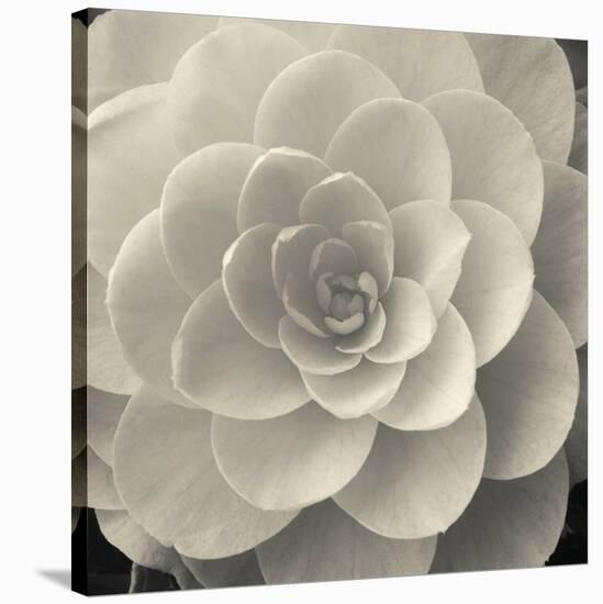 Camellia I-Ella Lancaster-Stretched Canvas