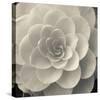 Camellia I-Ella Lancaster-Stretched Canvas