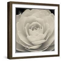 Camellia II-Ella Lancaster-Framed Giclee Print