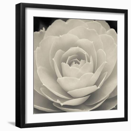 Camellia II-Ella Lancaster-Framed Giclee Print