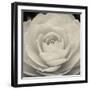 Camellia II-Ella Lancaster-Framed Giclee Print