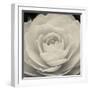 Camellia II-Ella Lancaster-Framed Giclee Print