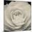 Camellia II-Ella Lancaster-Mounted Giclee Print