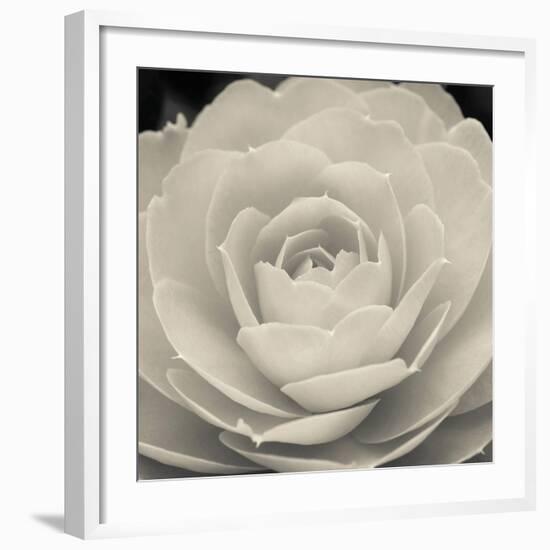 Camellia II-Ella Lancaster-Framed Giclee Print