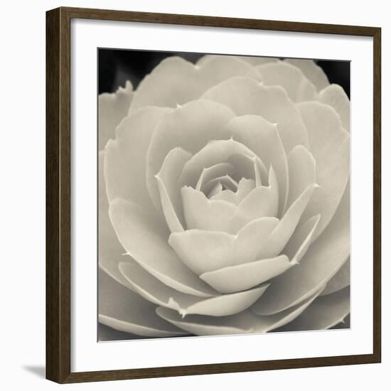 Camellia II-Ella Lancaster-Framed Giclee Print