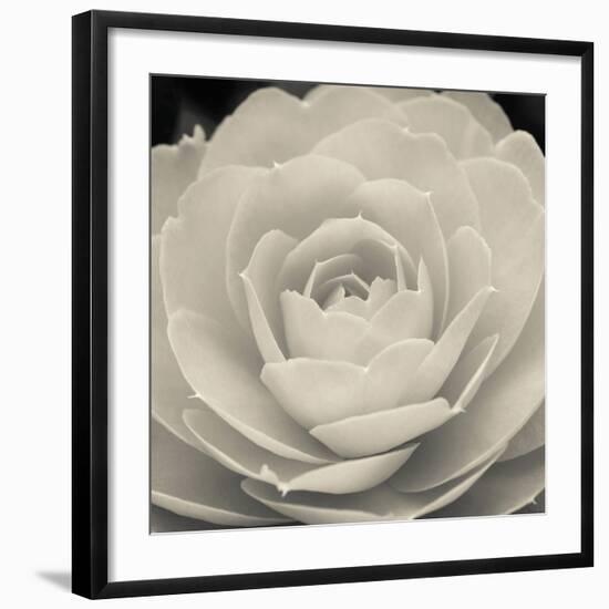 Camellia II-Ella Lancaster-Framed Giclee Print