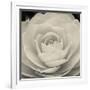 Camellia II-Ella Lancaster-Framed Giclee Print