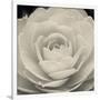 Camellia II-Ella Lancaster-Framed Giclee Print