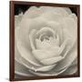 Camellia II-Ella Lancaster-Framed Giclee Print