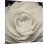Camellia II-Ella Lancaster-Mounted Giclee Print