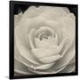 Camellia II-Ella Lancaster-Framed Giclee Print