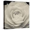 Camellia II-Ella Lancaster-Stretched Canvas