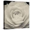 Camellia II-Ella Lancaster-Stretched Canvas