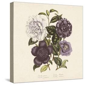 Camellia Japonica-19th Century English School-Stretched Canvas