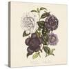 Camellia Japonica-null-Stretched Canvas