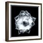 Camellia on Black-Philippe Sainte-Laudy-Framed Photographic Print